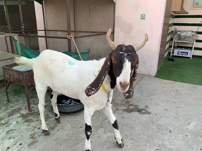 Desi bakra / Goat 2