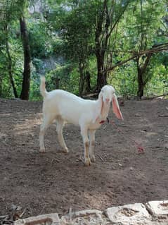 Puri Rajanpuri Bakri For Sale