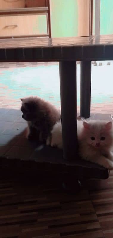 Persian cats 1