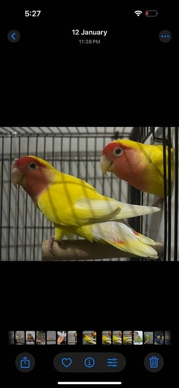 For both 3500 lovebirds yellow latino and blue pied with gray 1