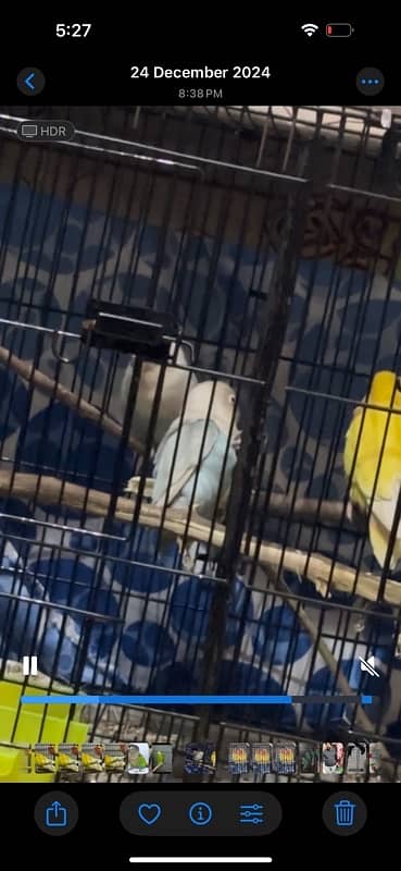 For both 3500 lovebirds yellow latino and blue pied with gray 2