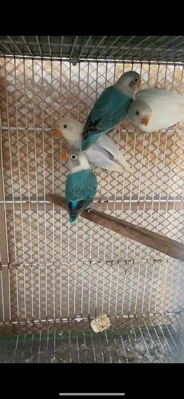 Albino creamino decino palefallow java dove cage 2