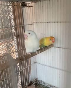 Albino creamino decino palefallow java dove cage
