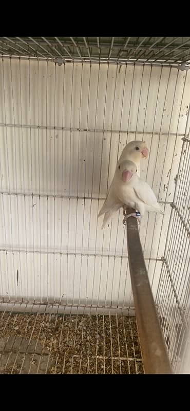 Albino creamino decino palefallow java dove cage 3