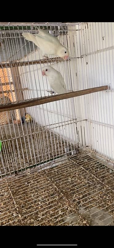 Albino creamino decino palefallow java dove cage 4