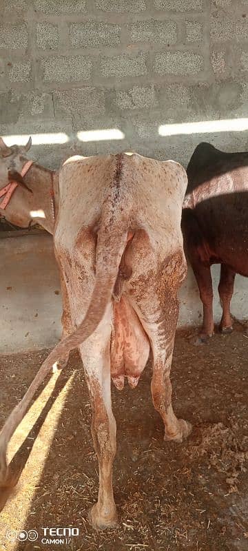 cows available 0