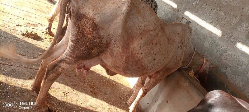 cows available 1