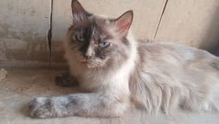Brown Persian cat looking for new home