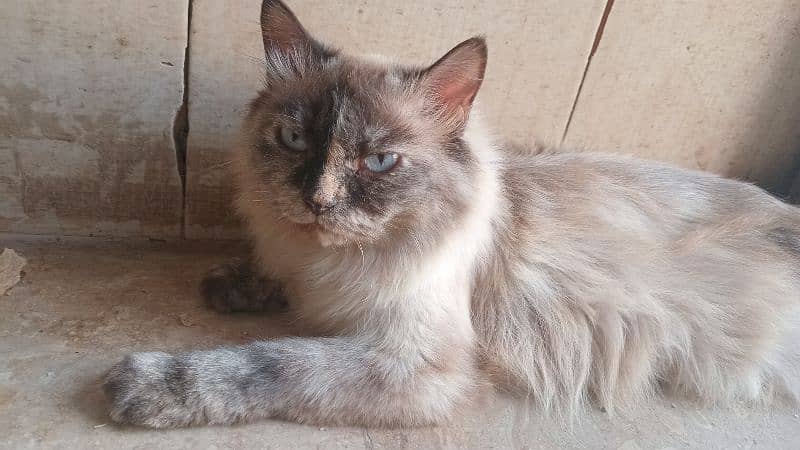 Brown Persian cat looking for new home 0