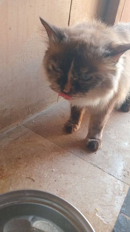 Brown Persian cat looking for new home 1