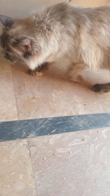 Brown Persian cat looking for new home 2