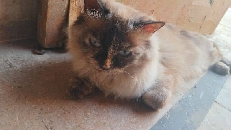 Brown Persian cat looking for new home 3