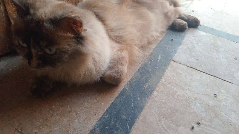 Brown Persian cat looking for new home 4
