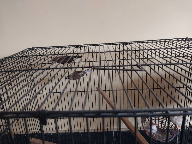 Finches 5 pairs for sale 0