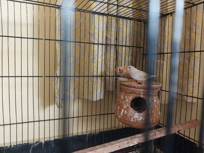 Finches 5 pairs for sale 1