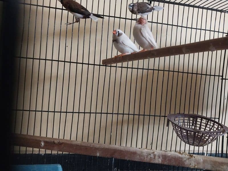 Finches 5 pairs for sale 2