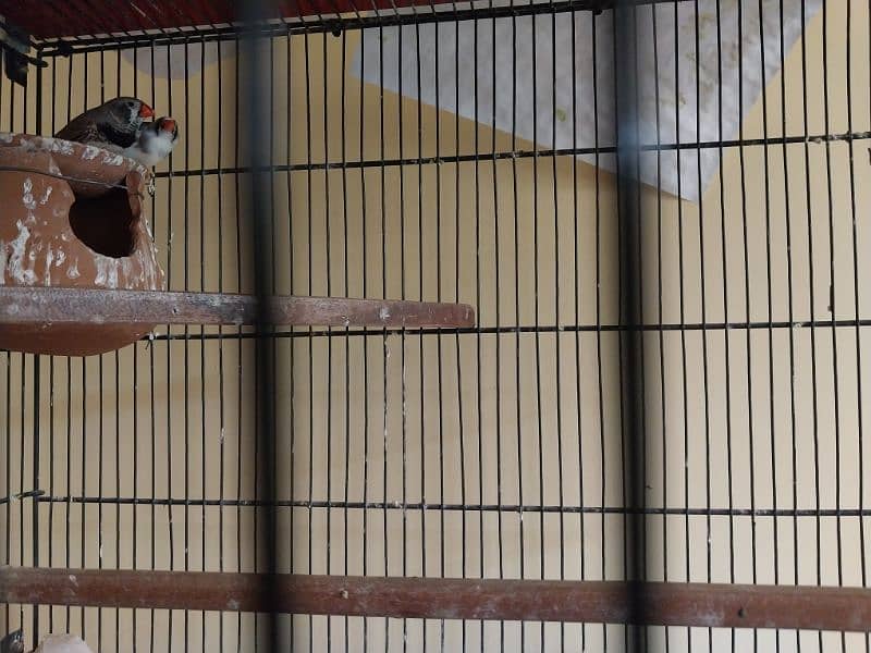 Finches 5 pairs for sale 3