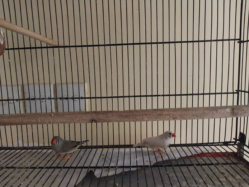 Finches 5 pairs for sale 4