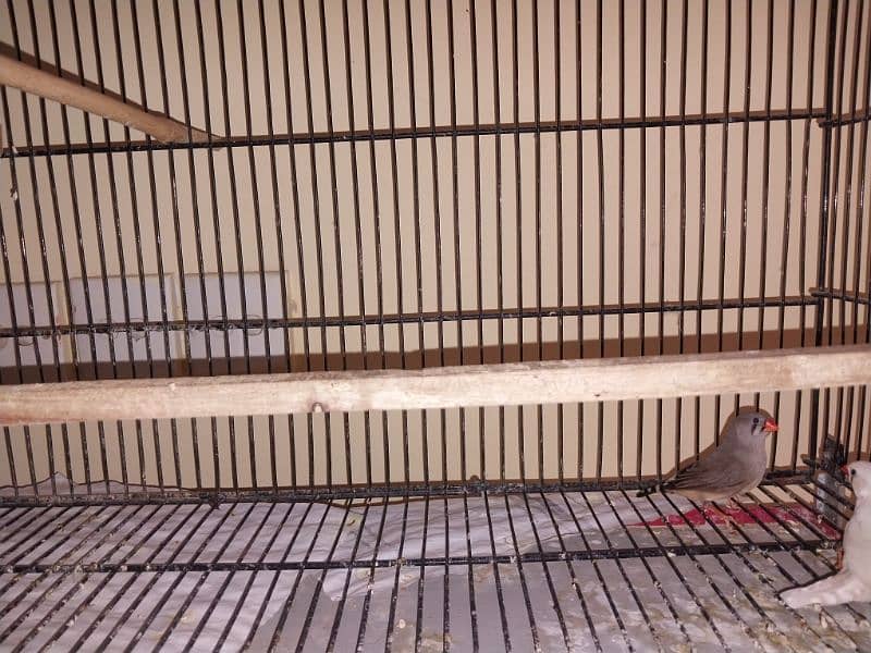 Finches 5 pairs for sale 5