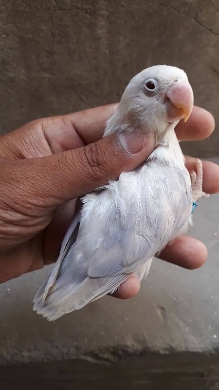 lovebirds 0