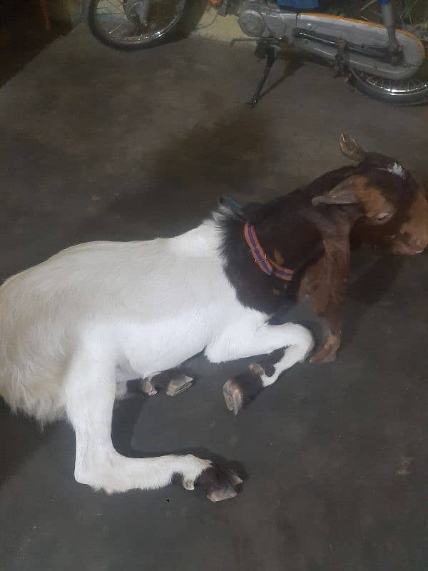 bakra 1