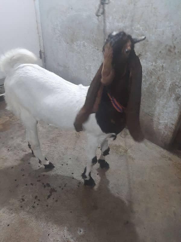 bakra 2