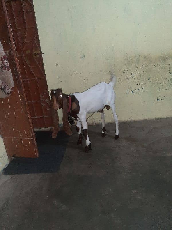 bakra 3