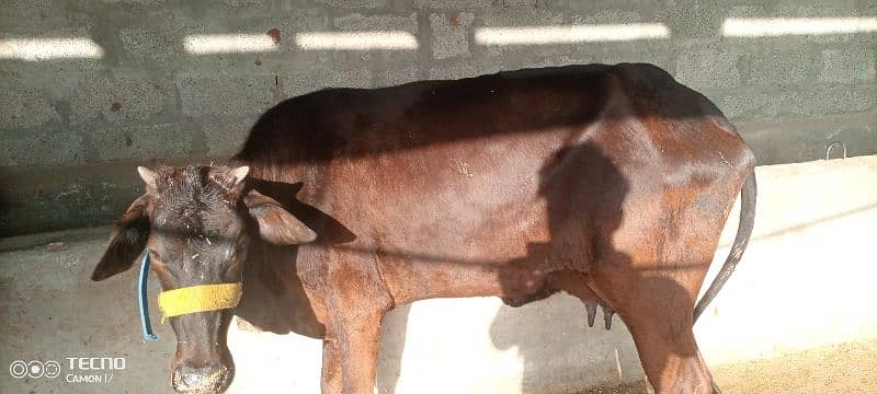 cows available 2