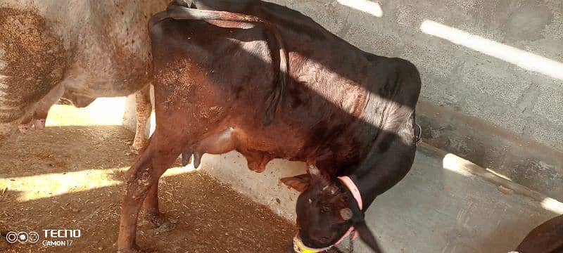 cows available 3