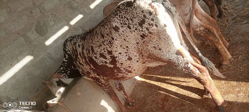 cows available 4