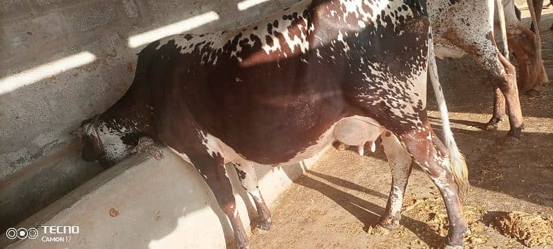 cows available 5