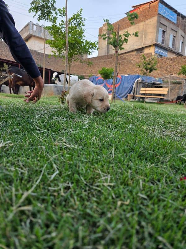 British Labrador apple head black and white available 0