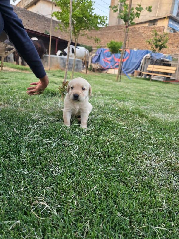 British Labrador apple head black and white available 1