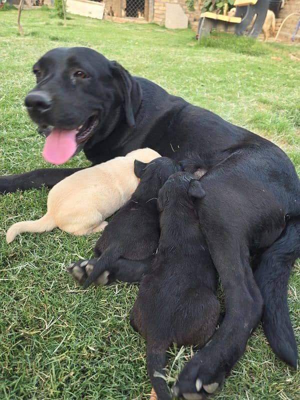 British Labrador apple head black and white available 2
