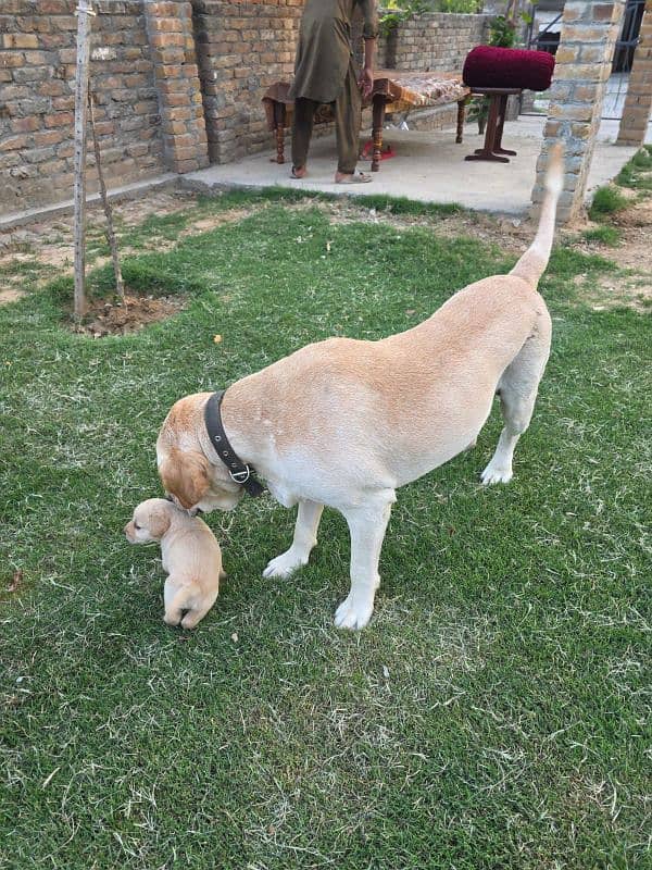 British Labrador apple head black and white available 3