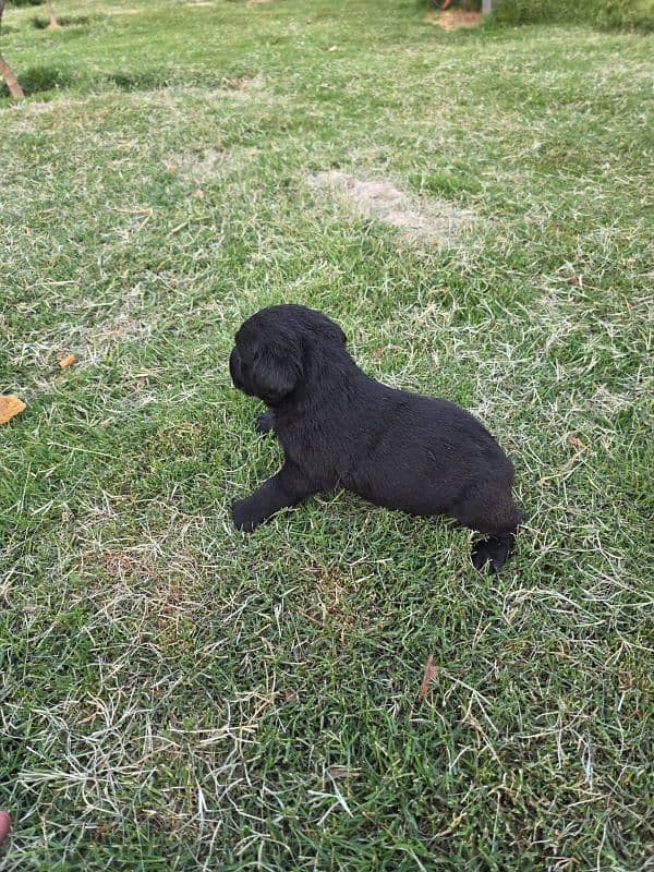 British Labrador apple head black and white available 4