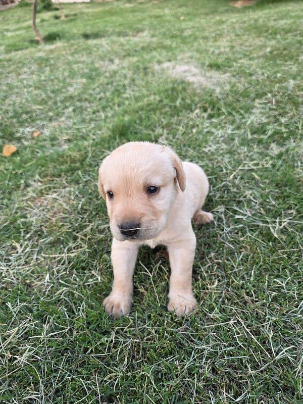 British Labrador apple head black and white available 6
