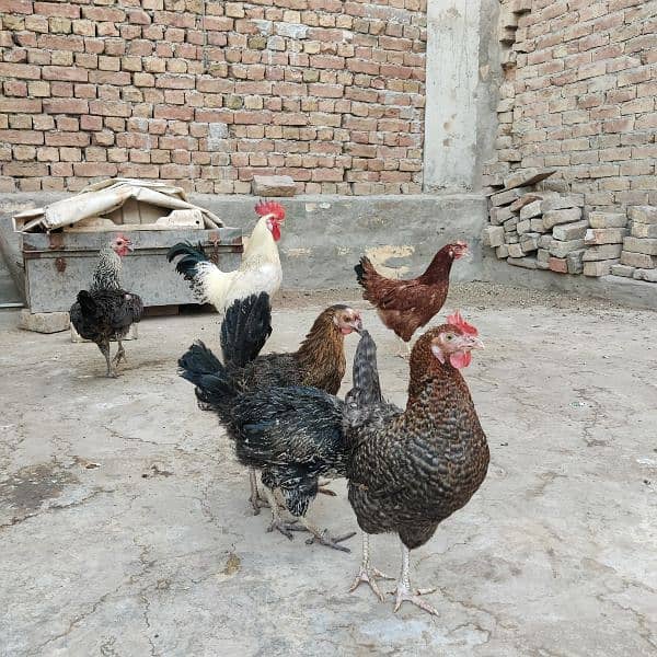 egg laying hens 0