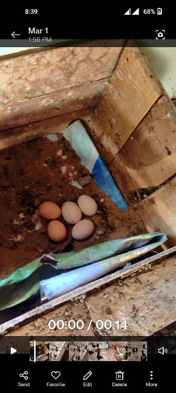 egg laying hens 1