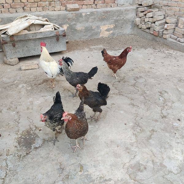 egg laying hens 2
