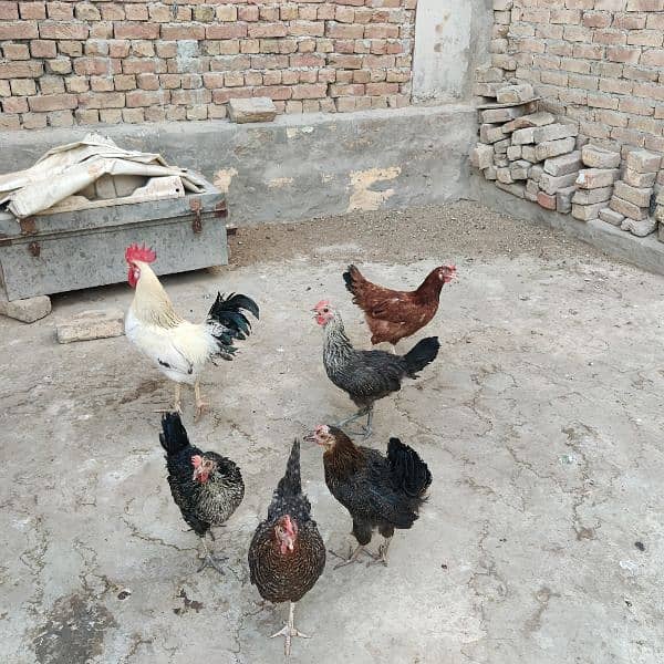 egg laying hens 3