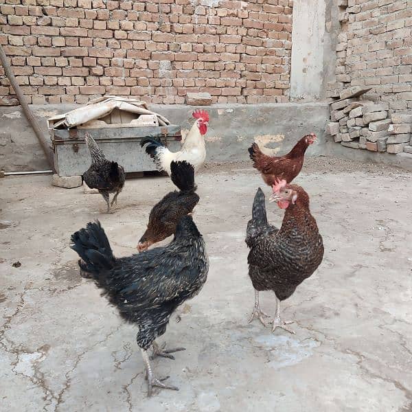 egg laying hens 4