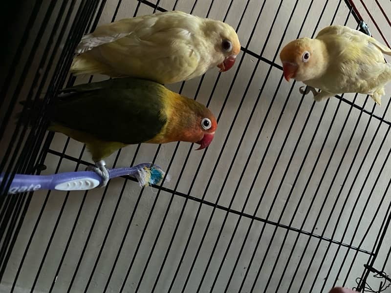 3 piece love birds for sale 0
