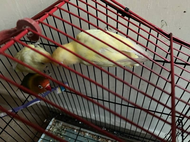 3 piece love birds for sale 1