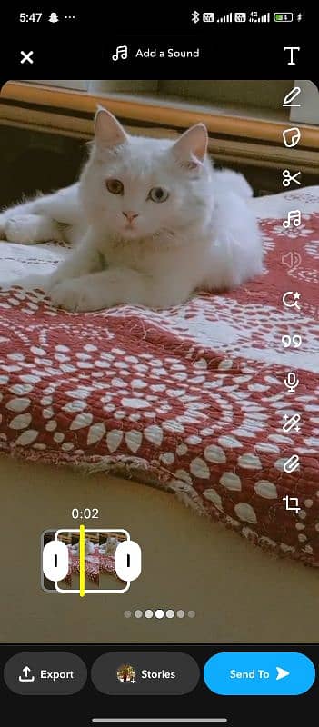 dual eyes  Turkish angora 1