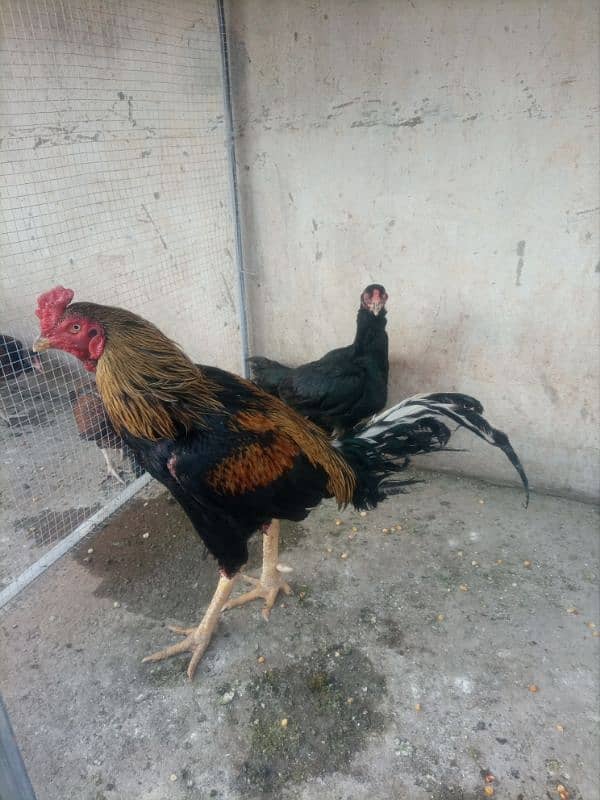 Sindhi male of 3 years and Mushki kili taji female of 30 month for sel 0
