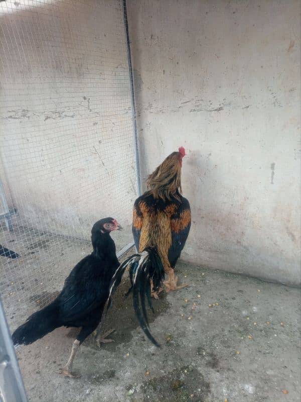 Sindhi male of 3 years and Mushki kili taji female of 30 month for sel 1