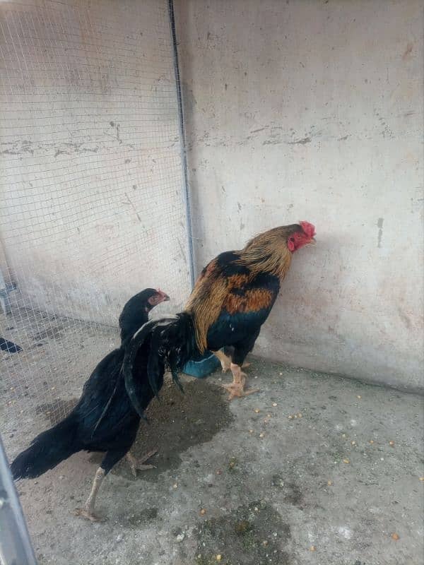 Sindhi male of 3 years and Mushki kili taji female of 30 month for sel 2