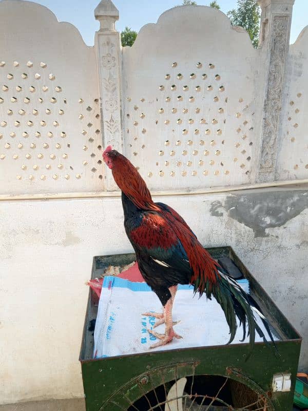 aseel shandi lakha 2