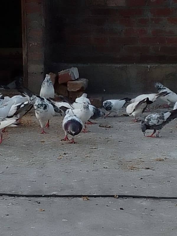 GHR K NASLI KABOTER HE ALL FOR SALE 0333 8651457 call or whtsp dono he 2